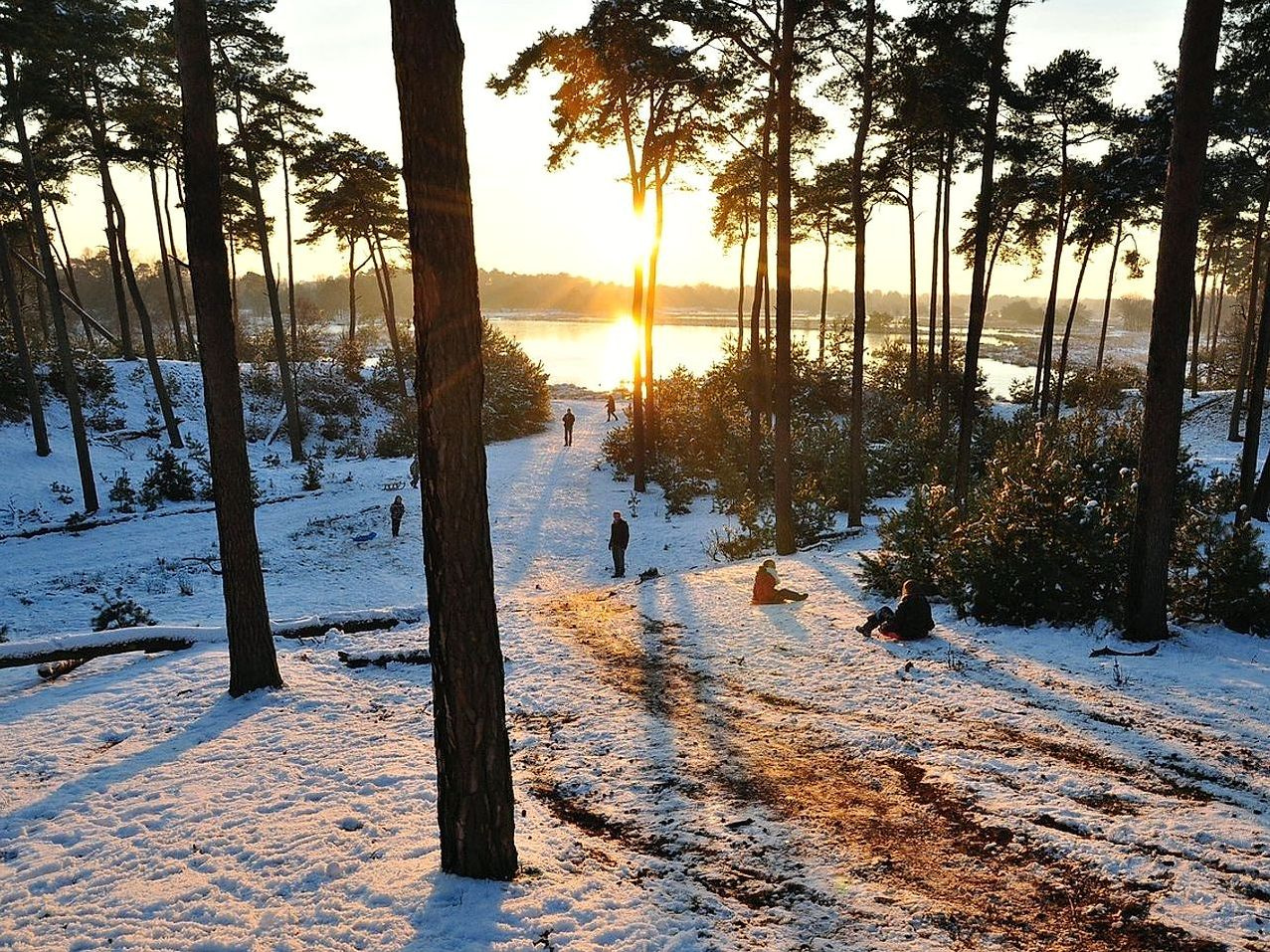 Terreno abierto sobre la última línea de árboles, antes del lago bajo el hielo